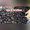 Jamun Export कर्नाटक का जामुन पहुंचा लंदन भारत से पहली ताजा खेप ने रचा इतिहास