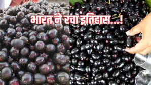 Jamun Export कर्नाटक का जामुन पहुंचा लंदन भारत से पहली ताजा खेप ने रचा इतिहास