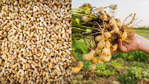 Moongphali Production बुंदेलखंड बना मूंगफली उत्पादन का हब यूपी सरकार दे रही जोरदार प्रोत्साहन
