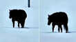 Optical Illusion Video घोड़ा आगे आ रहा या पीछे जा रहा जवाब दे दिए तो माने जाएंगे सिकंदरों के सिकंदर