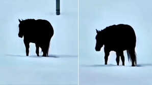 Optical Illusion Video घोड़ा आगे आ रहा या पीछे जा रहा जवाब दे दिए तो माने जाएंगे सिकंदरों के सिकंदर