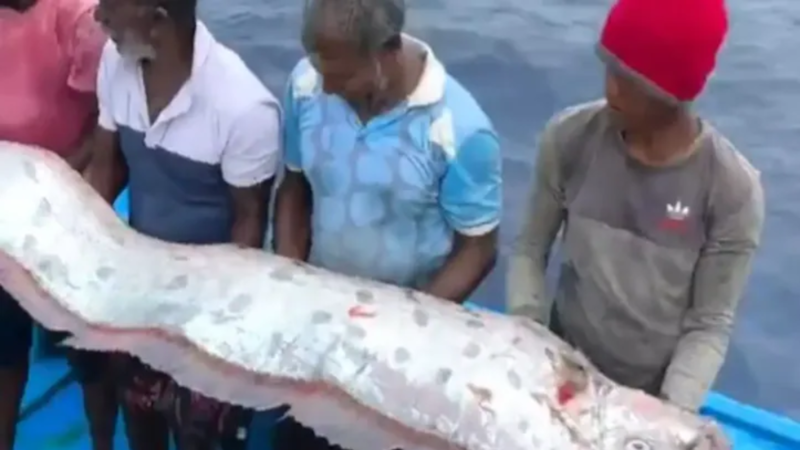 तमिलनाडु के तट पर मिली मछली।