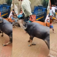 Viral Video Today भैंस ने शख्स को हवा में उठाकर ऐसे पटका देखकर सांसें हलक में अटक जाएगी