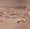 Viral Video अठखेलियां कर रहा था खतरनाक सांपों का जोड़ा कैमरा देख मस्ती में डूबे देखें वीडियो
