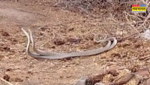 Viral Video अठखेलियां कर रहा था खतरनाक सांपों का जोड़ा कैमरा देख मस्ती में डूबे देखें वीडियो