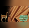 रईस भी 10 बार सोचने पर खरीदते हैं दुनिया का सबसे महंगा कपड़ा इस विदेशी जानवर के ऊन से होती है बुनाई