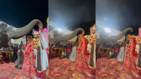 Viral Video Today हाथी ने अनोखे अंदाज में दूल्हा-दुल्हन को पहनाया वरमाला नजारे देख हर कोई रह गया चकित