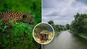 Monsoon Travel बरसात में बंद क्यों हो जाते हैं नेशनल पार्क जान लें असली वजह