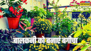 बरसात में घर को बनाएं बगिया गमले में लगाएं ये पौधे फूलों से लद जाएगी बालकनी