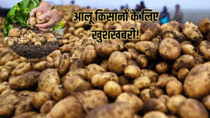 आगरा में बनेगा इंटरनेशनल आलू सेंटर किसानों की आमदनी बढ़ाने को मोदी सरकार का मास्टरस्ट्रोक