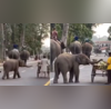 Video नन्हे हाथी की इस हरकत ने जीत लिया यूजर्स का दिल क्यूटनस से भरा ये वायरल वीडियो जरूर देखें