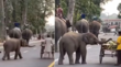 Video नन्हे हाथी की इस हरकत ने जीत लिया यूजर्स का दिल क्यूटनस से भरा ये वायरल वीडियो जरूर देखें