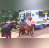 Bihar पशु चिकित्सालयों में 24X7 मिल रहीं सेवाएं एक साल में 45 लाख बेजुबानों का हुआ इलाज गांव तक पहुंच रहा लाभ