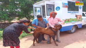 Bihar पशु चिकित्सालयों में 24X7 मिल रहीं सेवाएं एक साल में 45 लाख बेजुबानों का हुआ इलाज गांव तक पहुंच रहा लाभ
