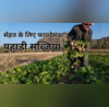 स्वाद और सेहत का परफेक्ट कॉम्बिनेश हैं ये पहाड़ी सब्जियां बरसात में खाने से बढ़ेगी इम्यूनिटी ताकत का है सुपरडोज