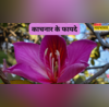 जोड़ों में हो दर्द या थायराइड की हो समस्या सभी के लिए रामबाण है कचनार जानें इसके जबरदस्त फायदे
