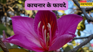 जोड़ों में हो दर्द या थायराइड की हो समस्या सभी के लिए रामबाण है कचनार जानें इसके जबरदस्त फायदे