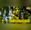 Home Garden छोटे से गमले में भी उग सकता है आंवले का पेड़ जानें खूबसूरती का पेड़ लगाने और देखभाल का आसान तरीका