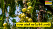Home Garden छोटे से गमले में भी उग सकता है आंवले का पेड़ जानें खूबसूरती का पेड़ लगाने और देखभाल का आसान तरीका