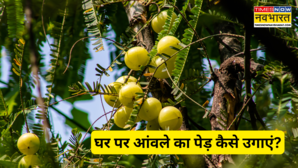 Home Garden छोटे से गमले में भी उग सकता है आंवले का पेड़ जानें खूबसूरती का पेड़ लगाने और देखभाल का आसान तरीका