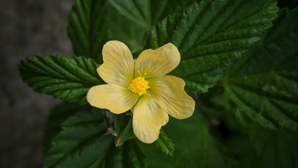 Sida Cordifolia शरीर के लिए वरदान है ये पीला फूल गठिया से अस्थमा को जड़ से खत्म करने का है अचूक इलाज