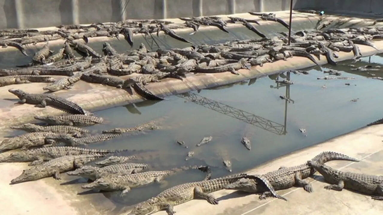 Crocodile Farming