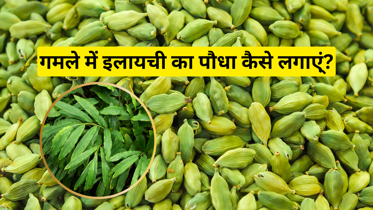 how to grow cardamom plant in a pot