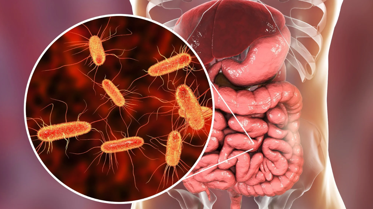 Microorganismos profundos en el intestino