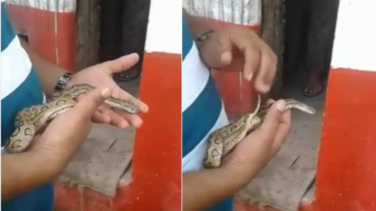Snake Attack (1)