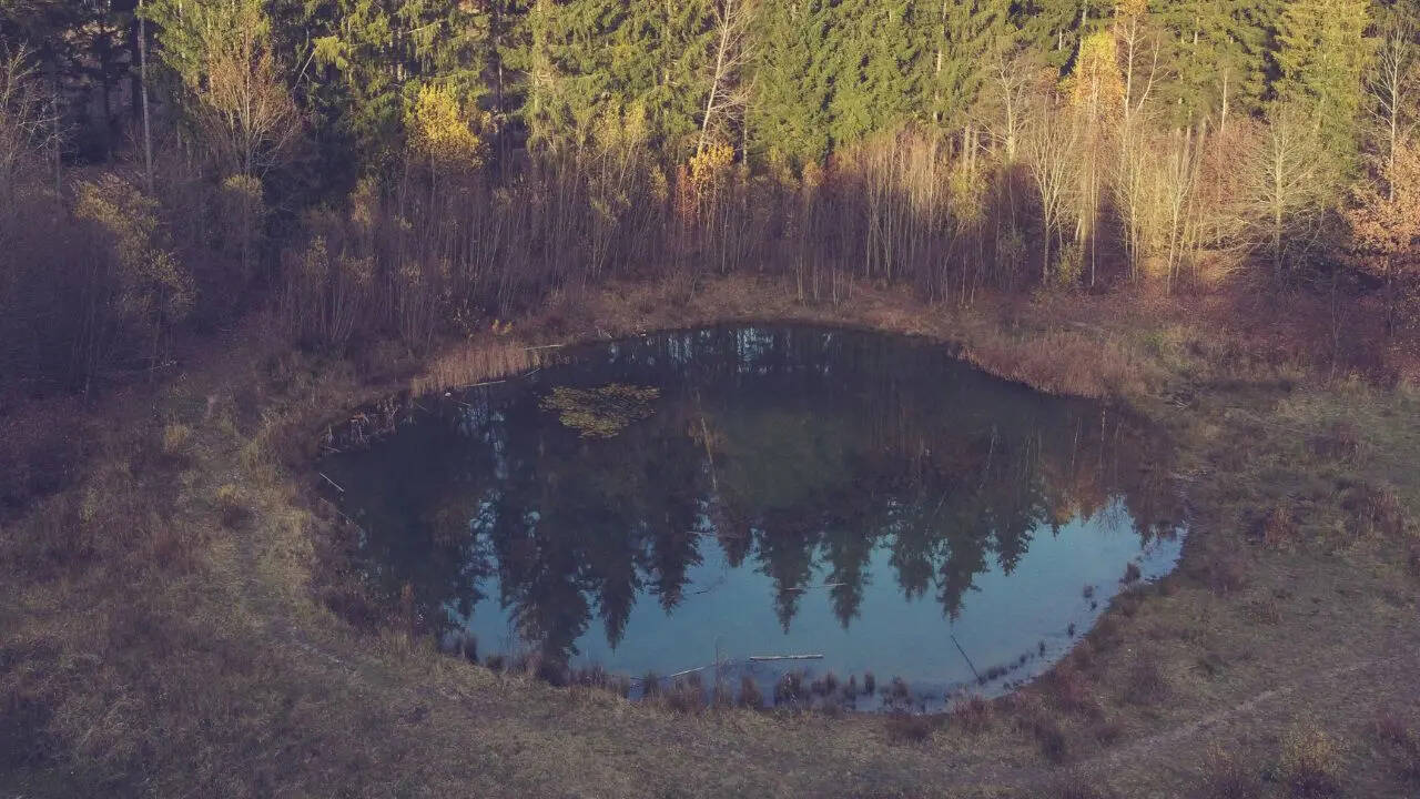 Pond - Canva