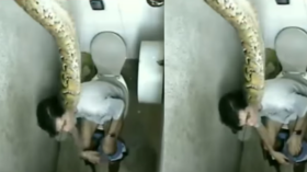 Today Viral Video टॉयलेट में बैठा था शख्स अचानक ऊपर से आया विशालकाय सांप देखिए फिर क्या हुआ