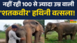 MP Panna Tiger Reserve Elephant Dies News नहीं रही शतकवीर हथिनी वत्सला Hindi News MP News