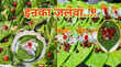 Banarasi Paan ई-नाम पोर्टल पर 7 नए कृषि प्रोडक्ट्स शामिल बनारसी पान भी लिस्ट में