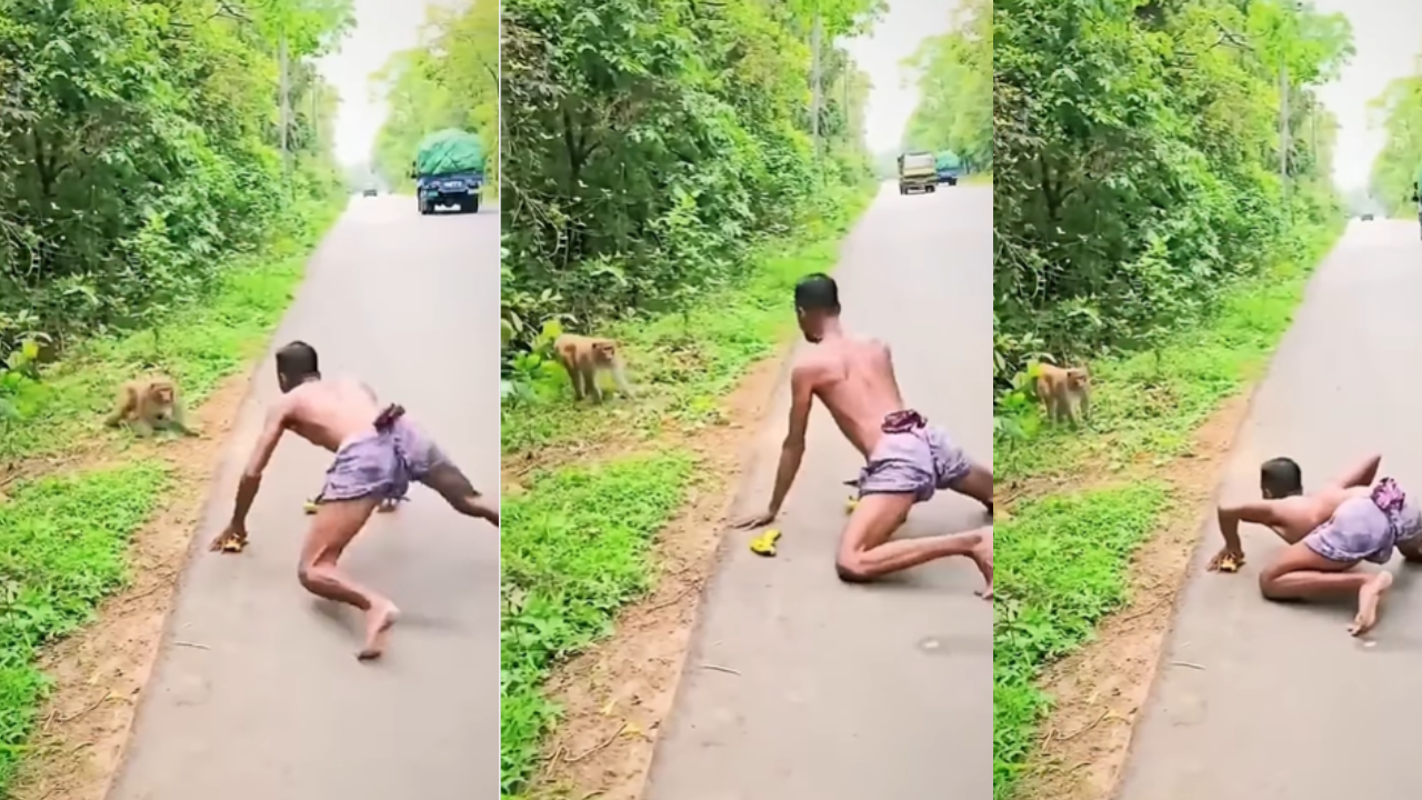 monkey viral video