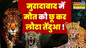 Moradabad News 20 फीट गहरे कुएं में गिरा तेंदुआ रेस्क्यू का Video आया सामने Latest Hindi News