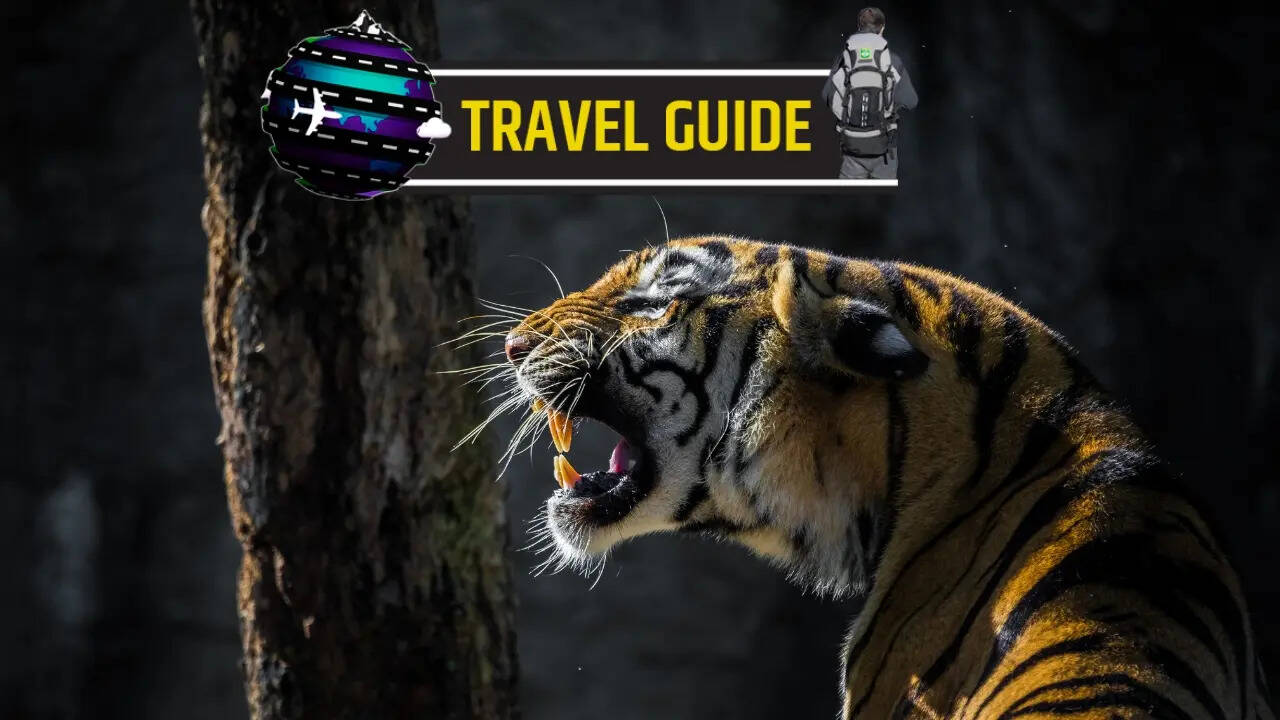 Jim Corbett National Park (photo credit-canva)