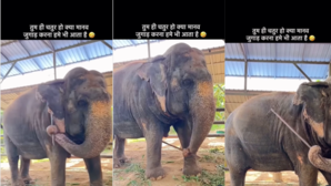 Viral Video खुजली मिटाने के लिए हाथी का नेक्स्ट लेवल का जुगाड़ नजारा देख कहेंगे- गजराज ने तो माहौल बदल दिया