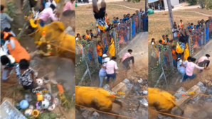 Viral Video गुस्से में बैल ने शख्स को हवा में ऐसे उछाला नजारा देखकर आंखें खुली की खुली रह जाएगी