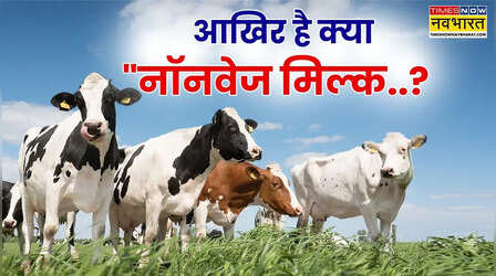 Non-Veg Milk को लेकर क्यों हो रही चर्चा..., 'ब्लड मील' से क्या है कनेक्शन जो अमेरिका-भारत ट्रेड डील में बन रहा बाधा ?