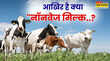 Non-Veg Milk को लेकर क्यों हो रही चर्चा ब्लड मील से क्या है कनेक्शन जो अमेरिका-भारत ट्रेड डील में बन रहा बाधा