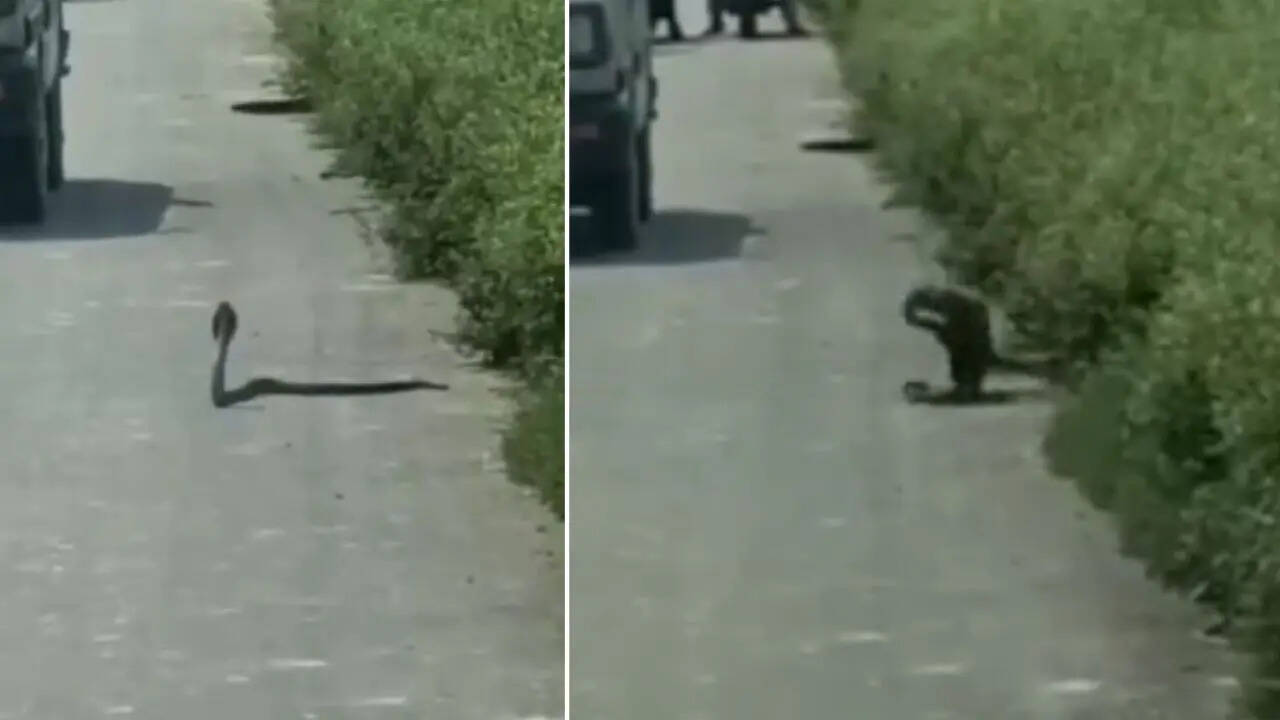 Kobra Mangoose Fight