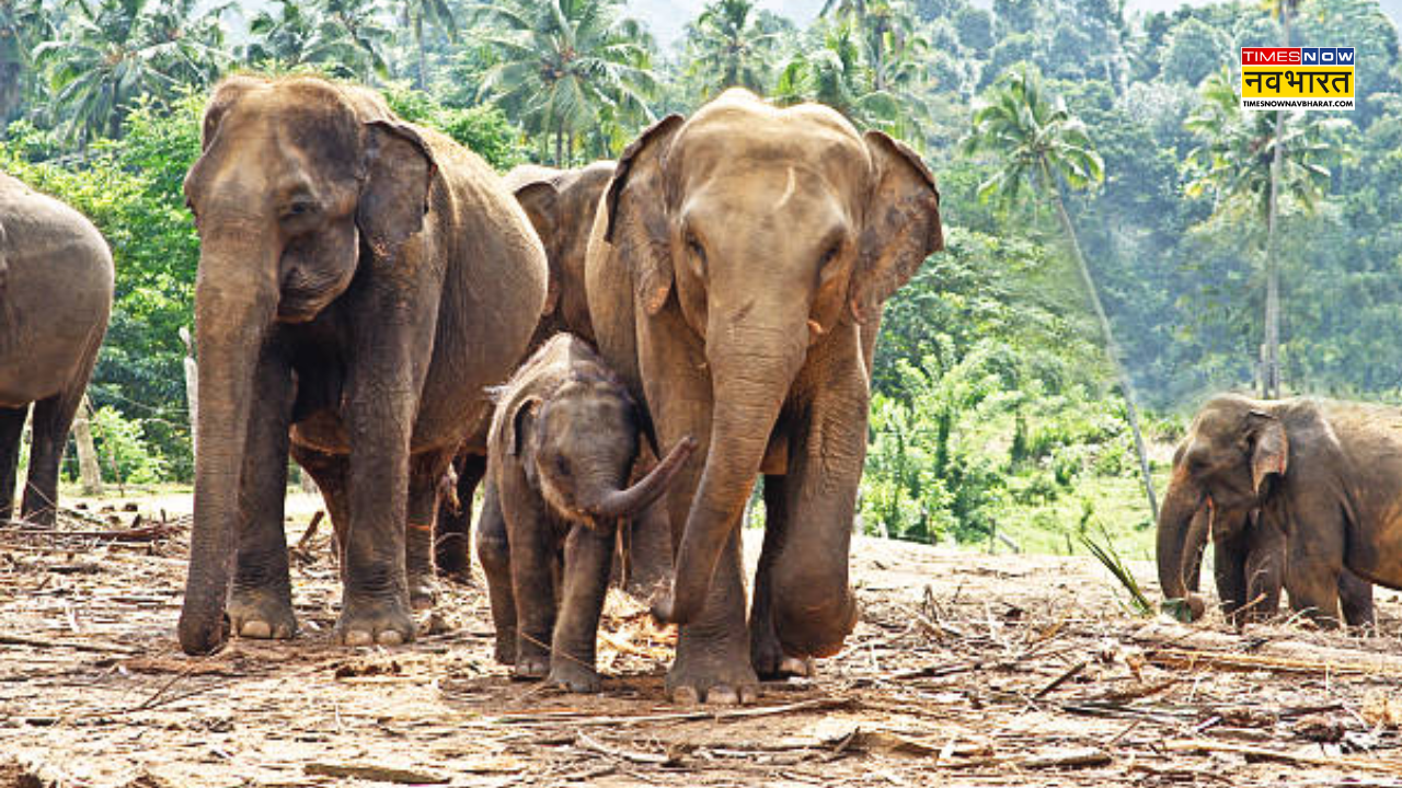 Elephant Death in JH-Bengal Elephant Corridor