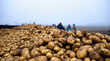Potato Price Crash किसानों को हो रहा करोड़ों का घाटा