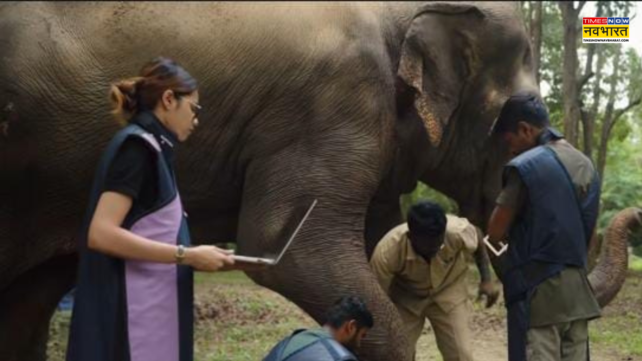 La elefante femenina es Mahadevi