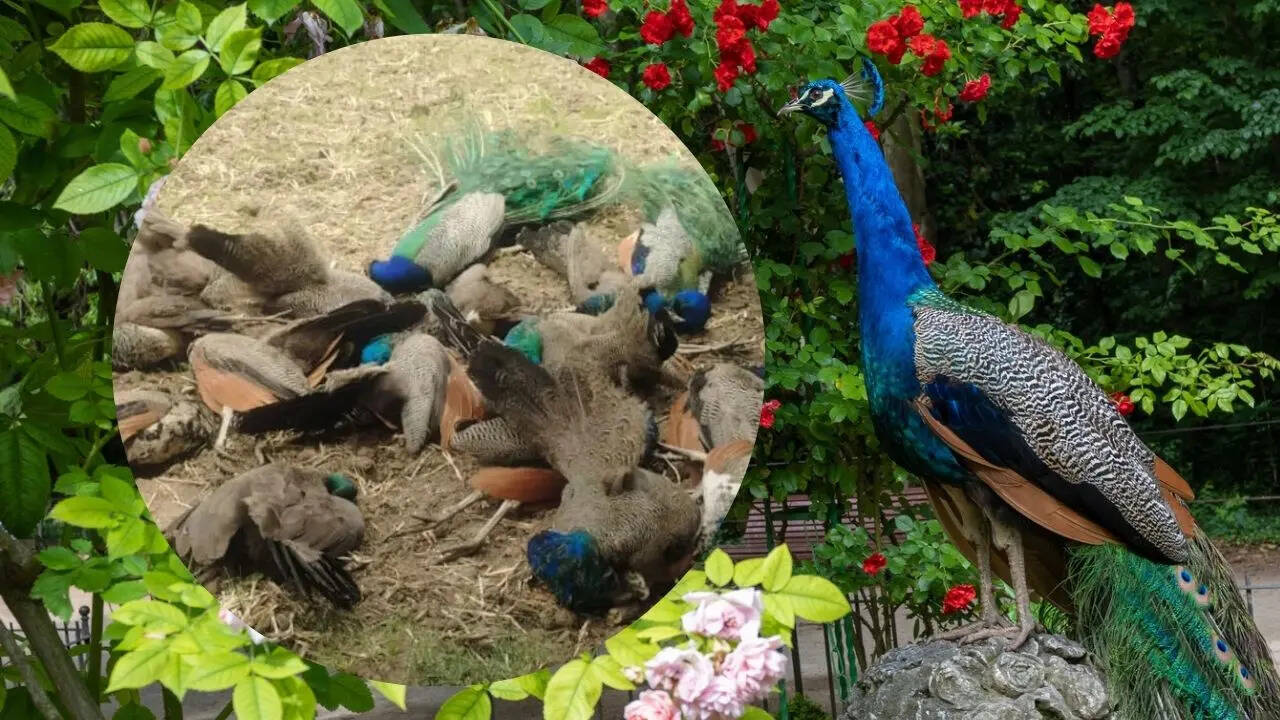 Muerte de pavo real en el estado de Karnataka