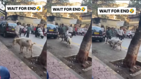 Today Viral Video रोड क्रॉस कर रहा था शख्स अचानक बकरे ने उठाकर ऐसे पटका देखते रह गए लोग