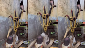 Today Viral Video शिवलिंग से लिपट गया सांप फिर जो हुआ उसे देख लोगों को नहीं हो रहा था यकीन