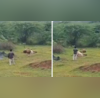 Viral Video रील बनाने के लिए शेर के बेहद करीब जा पहुंचा ये शख्स वायरल हो रहा खौफनाक वीडियो
