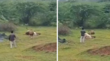 Viral Video रील बनाने के लिए शेर के बेहद करीब जा पहुंचा ये शख्स वायरल हो रहा खौफनाक वीडियो