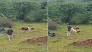 Viral Video रील बनाने के लिए शेर के बेहद करीब जा पहुंचा ये शख्स वायरल हो रहा खौफनाक वीडियो